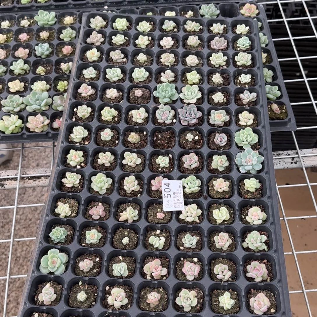 如图504纤纤穴盘一盘不售后
