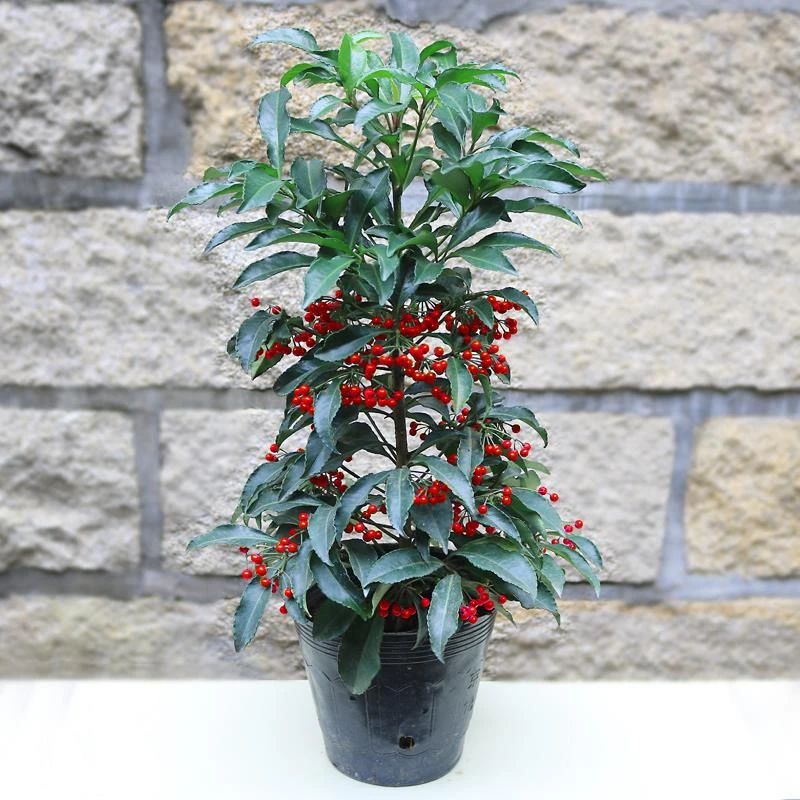 新疆西藏包邮盆栽花苗花卉观赏花卉富贵子绿植红凉伞苗