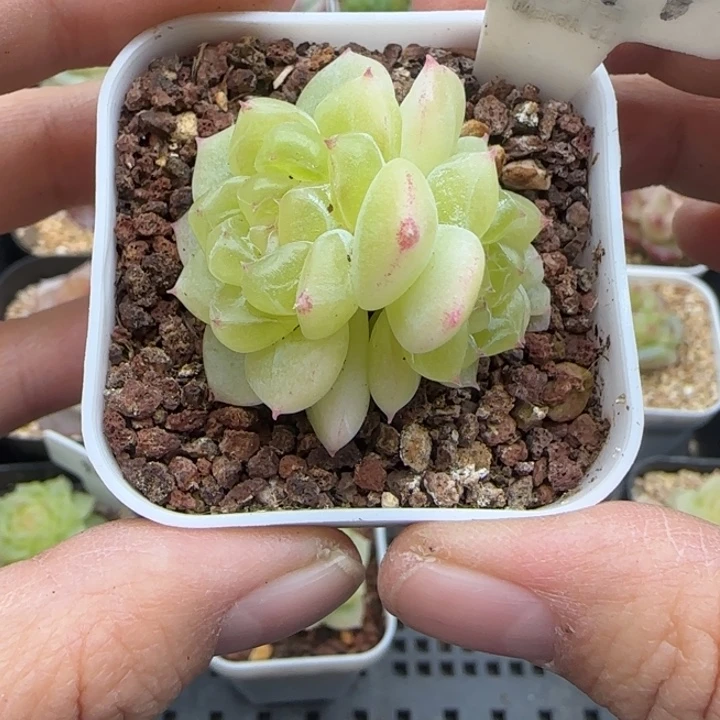 早***！341号黄财晗雨多肉