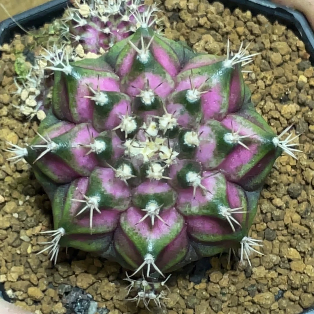 当前无花朵，栽培后可花朵海神