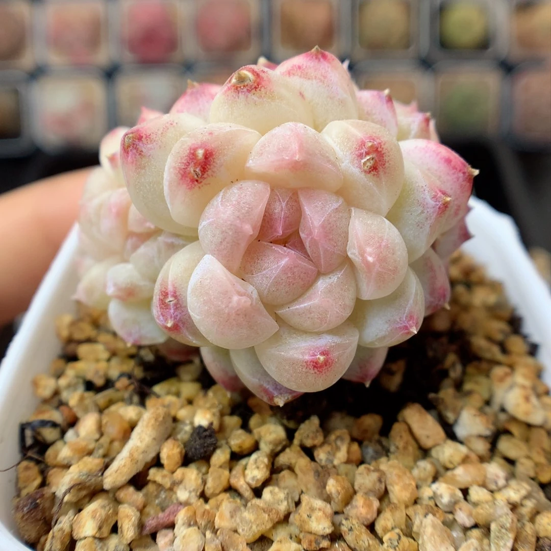 多肉植物。 糖心7
