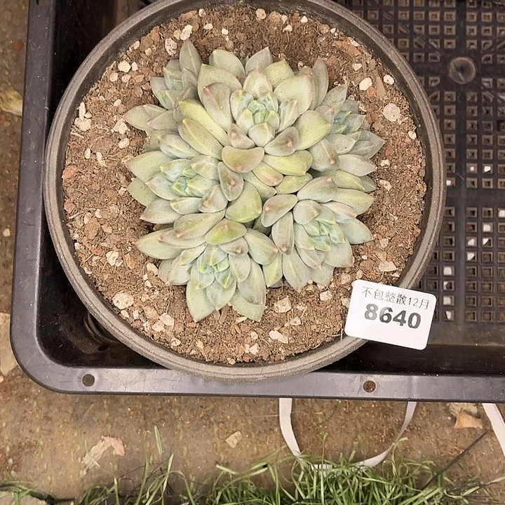 阿雅园艺。        8640