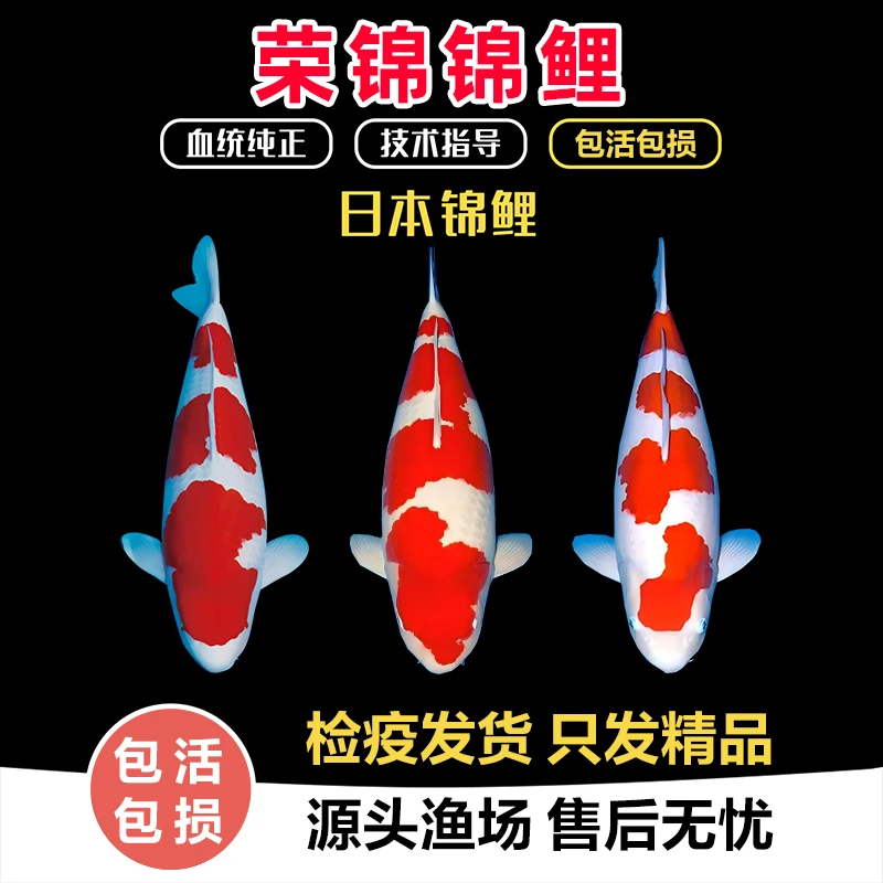 高端纯种血统锦鲤红白大正三色丹顶圆顶小三段四段昭和锦鲤观赏鱼