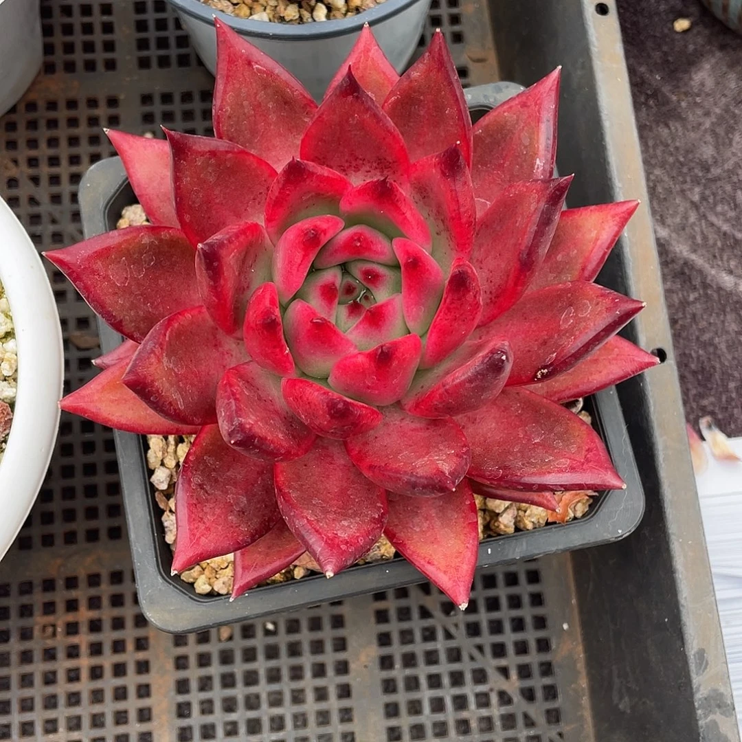 多肉植物一物一拍