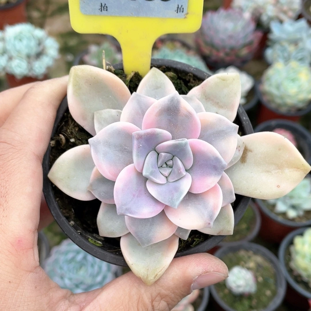 【闪购商品】離*1385号