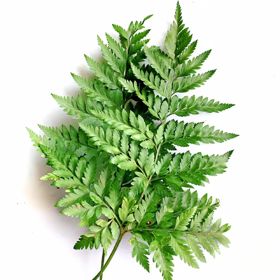 【买一送一】高山羊齿一把  羊齿叶   云南基地鲜花   家养    水养