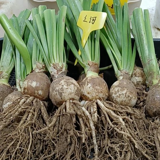 无花朵之河4.5发一个