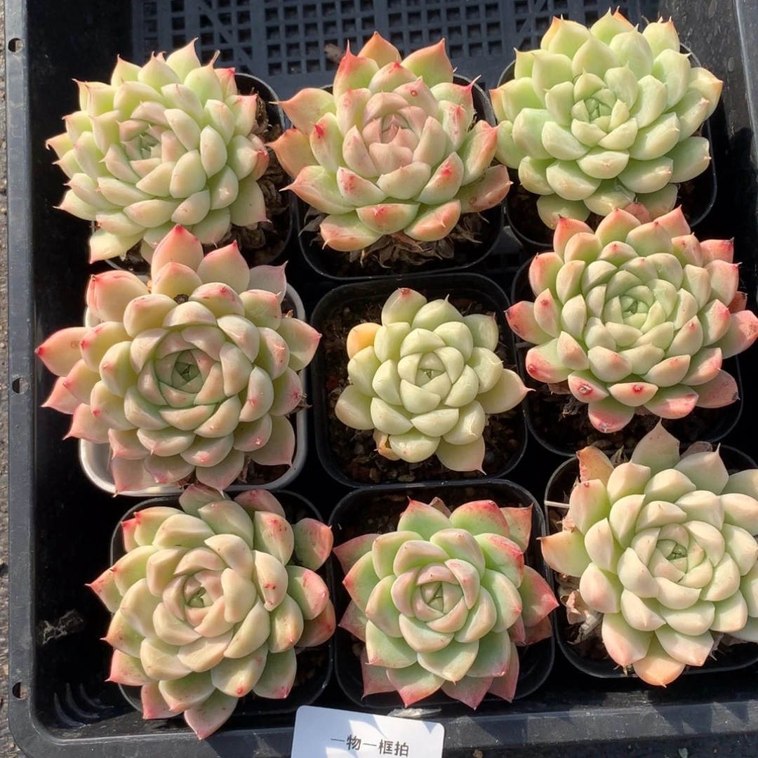 1221-19 麦秆套餐