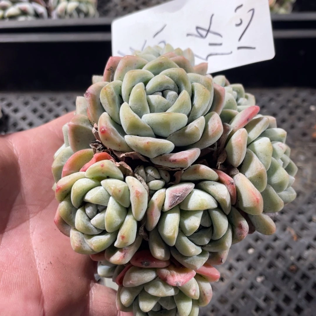 悠悠专拍冰玉群生多头