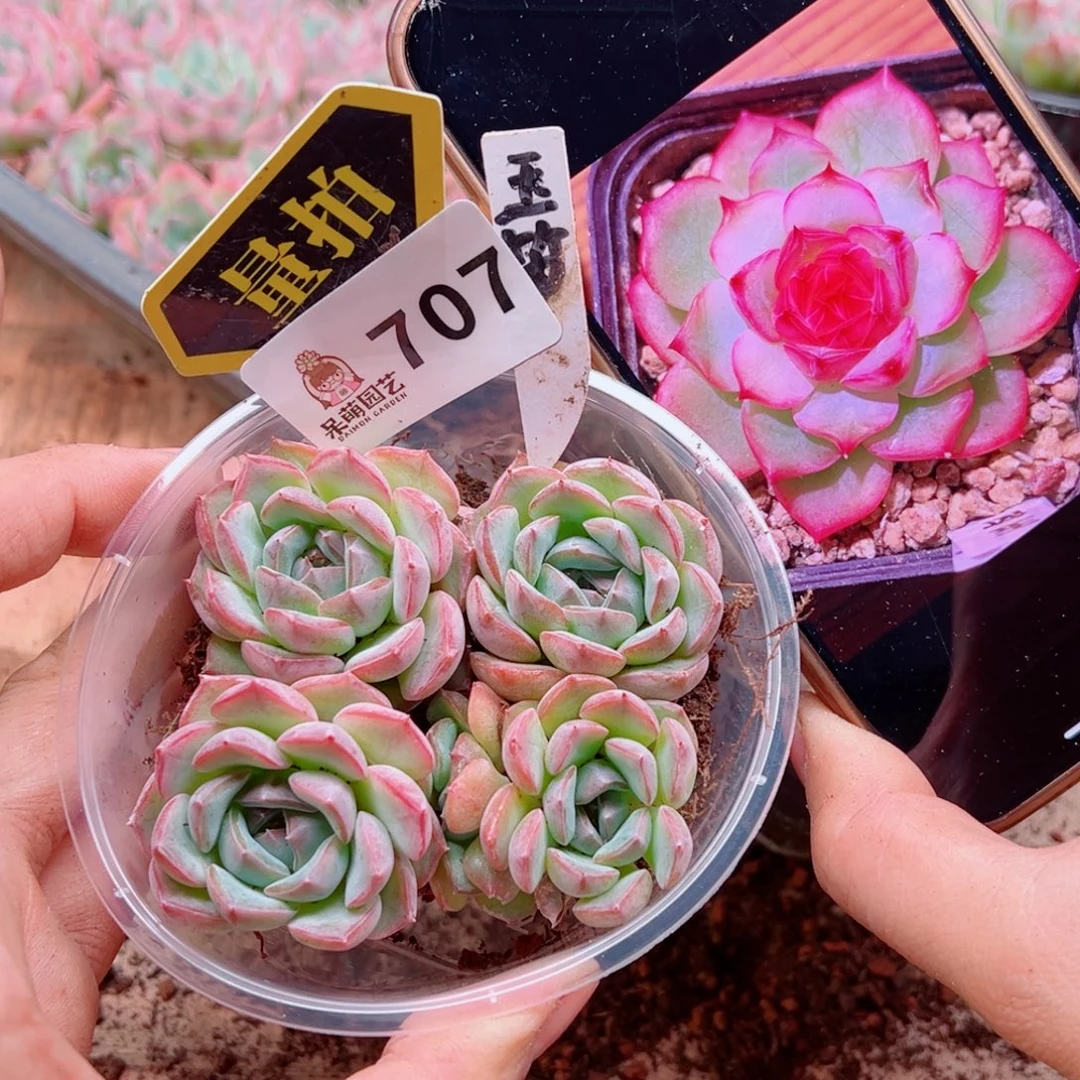 多肉植物多肉植物