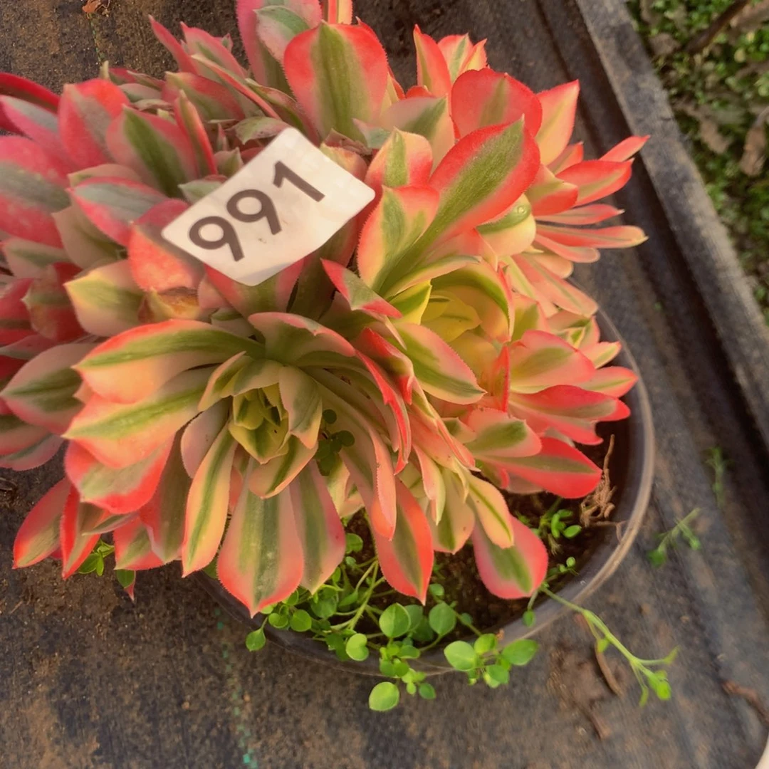 一****好991粉女有多肉植物