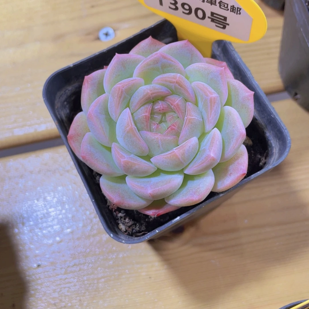 1390号 丸叶白桃汽水