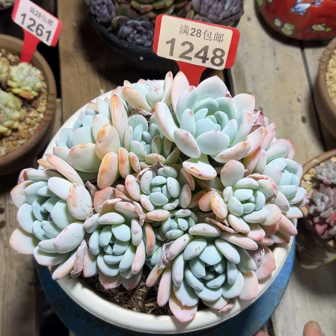 1248冷香，冠服17公分