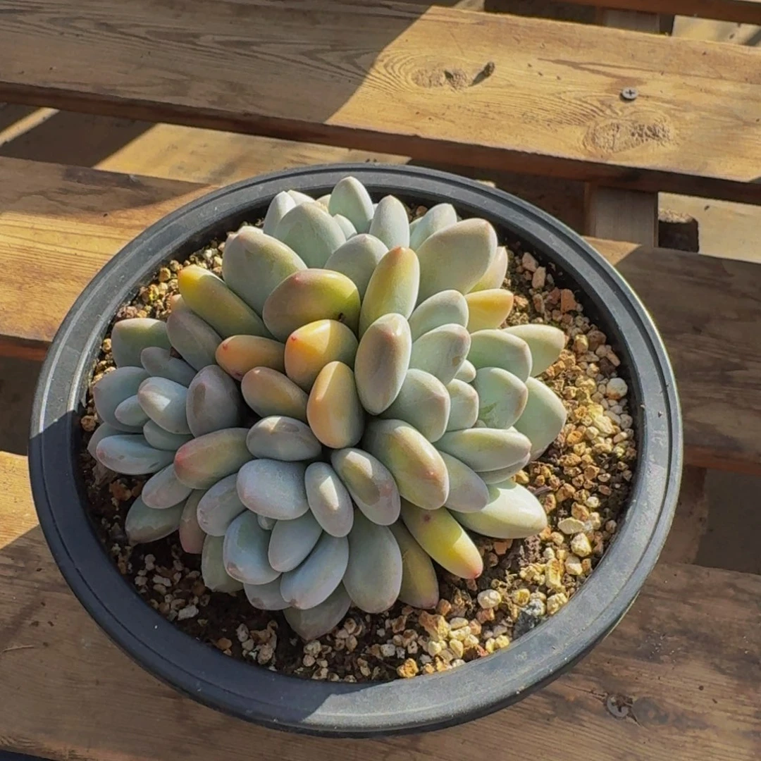 ?*幽香水福利价不包损