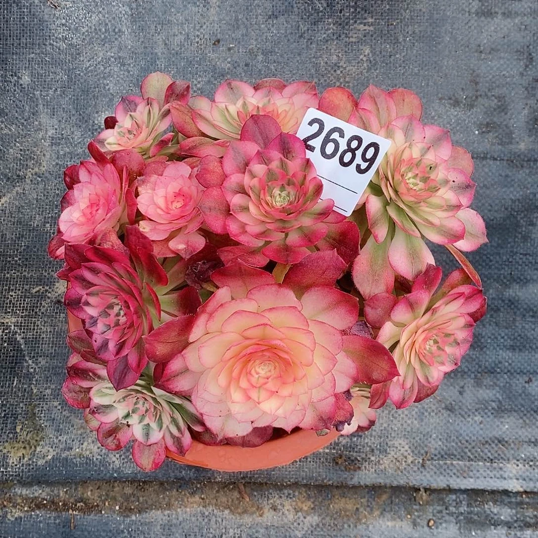 红陶平*心2689荔枝4冠18