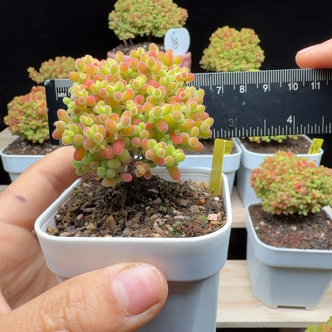 c175号蜜橘冠服6厘米