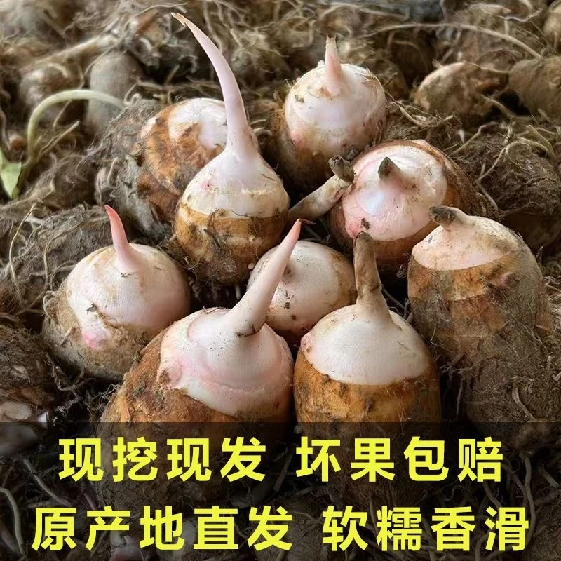 新鲜现挖正宗金华红芽芋头农家毛芋自种芋艿当季蔬菜批发香芋