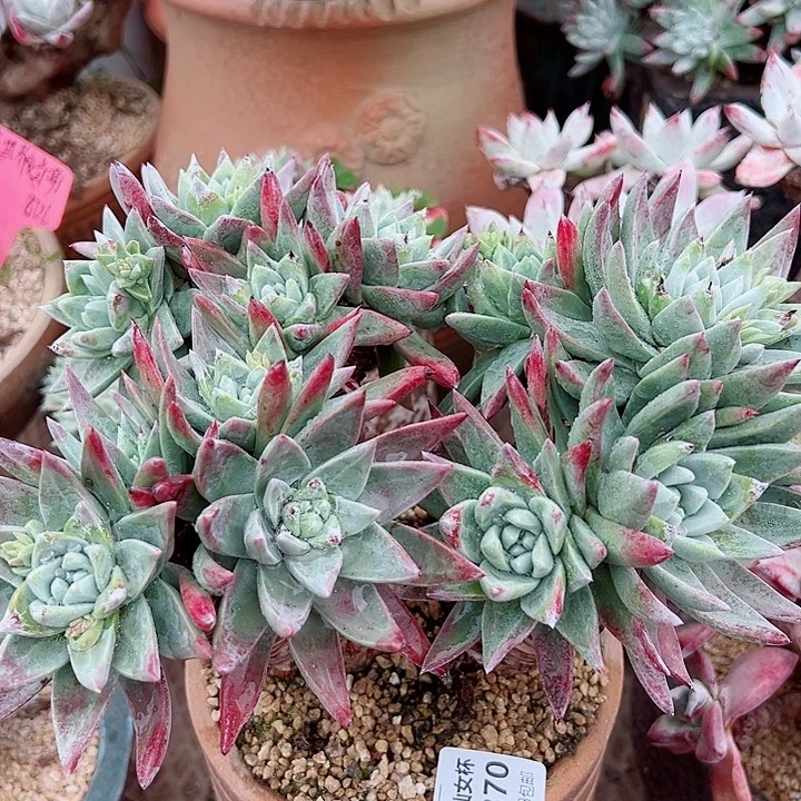 8370木然一苹果叶仙女杯多肉