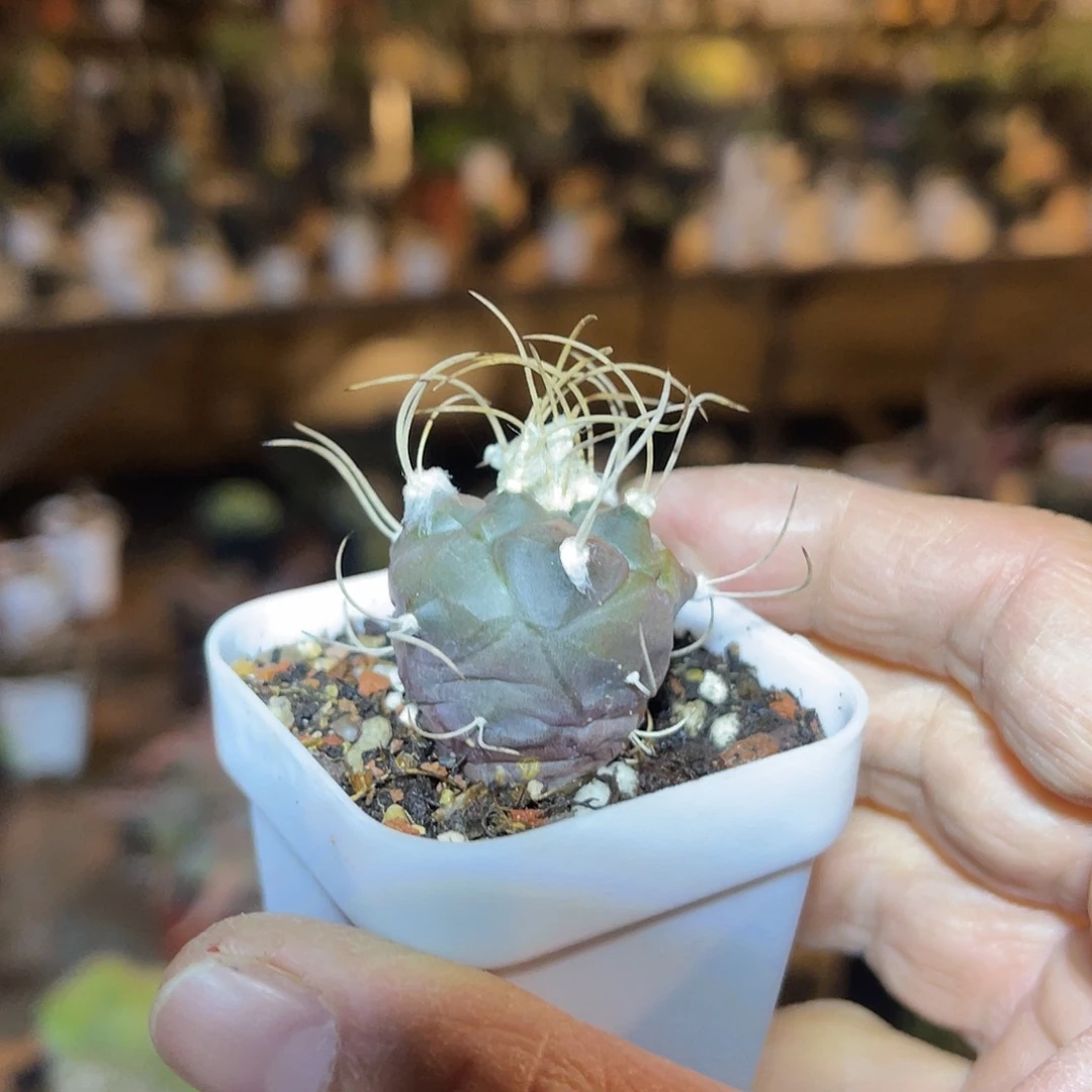 实生大尤龟甲豪刺娇丽