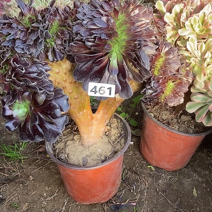 461欧紫缀化老板子