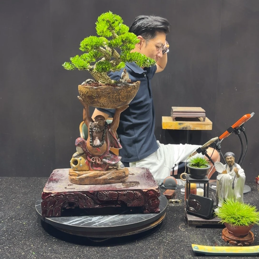 无花朵黄杨室内室外盆景艺术