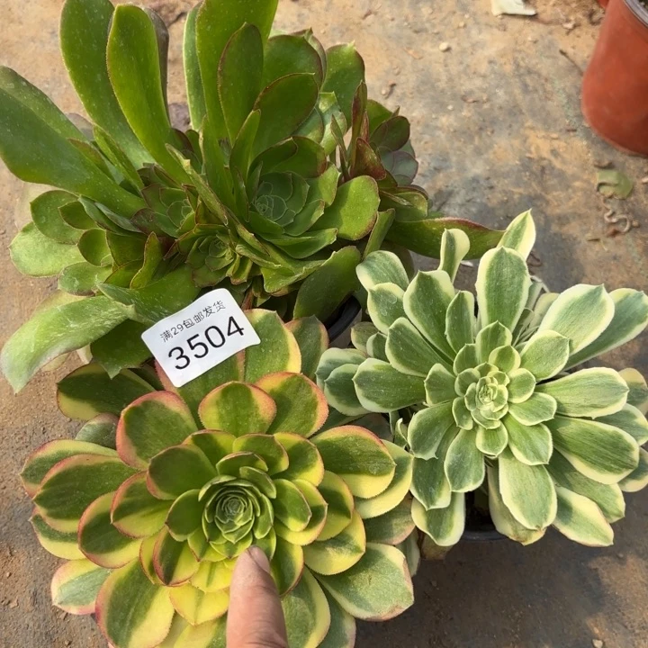 3颗多肉法师3504