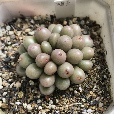 多肉肉锥 28头葡萄