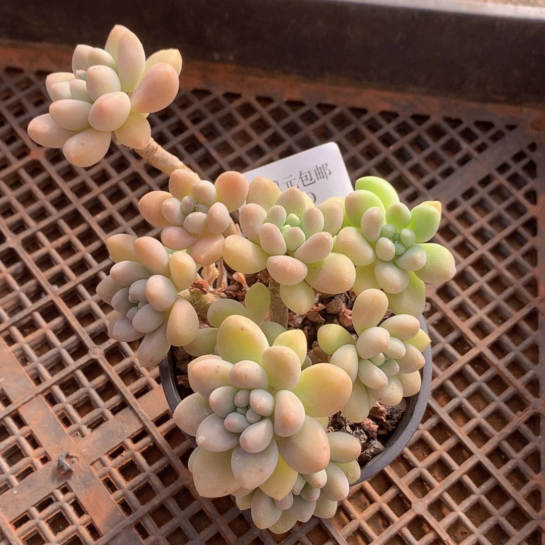 【闪购商品】云130号达芙妮