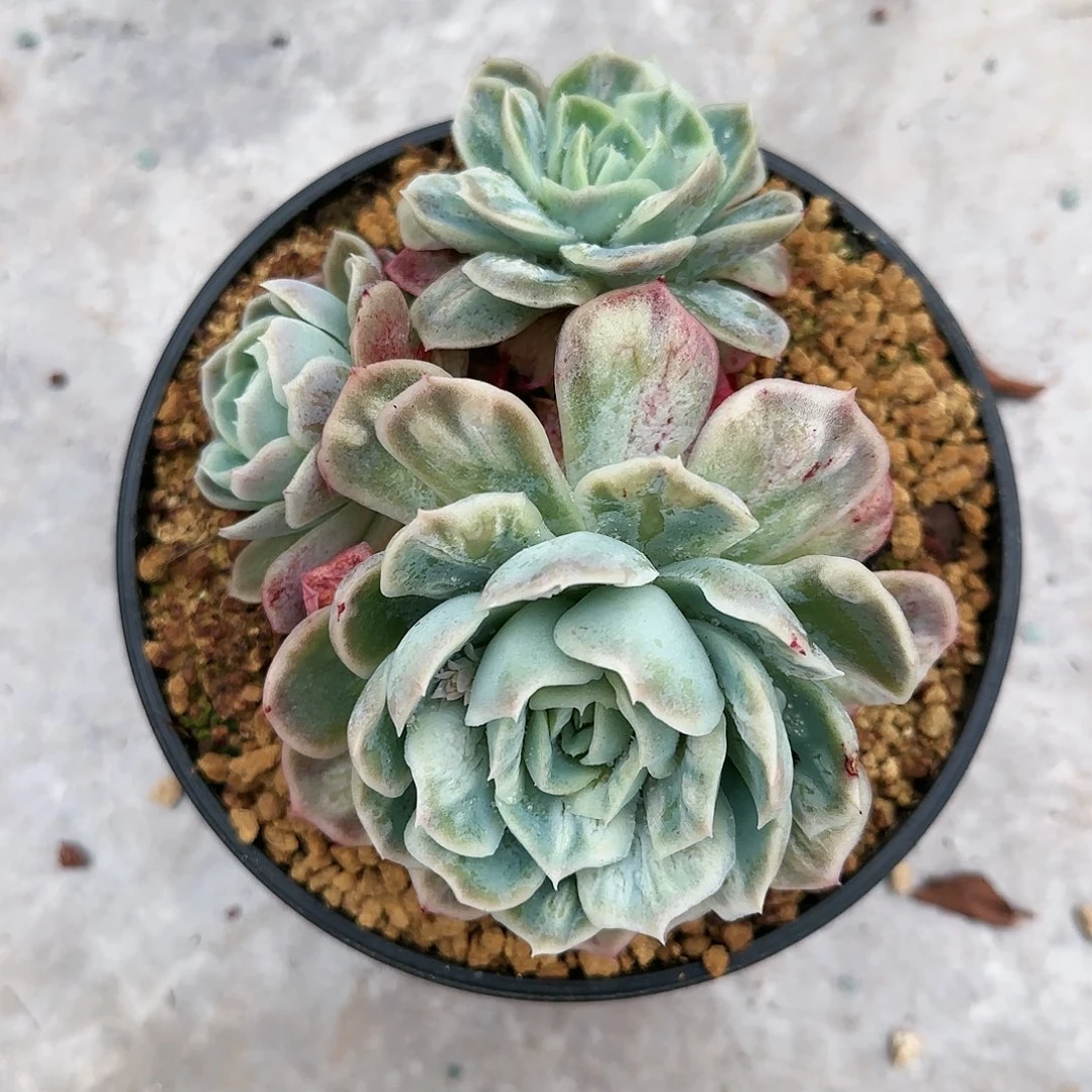 泡泡纱裙3头105       肉