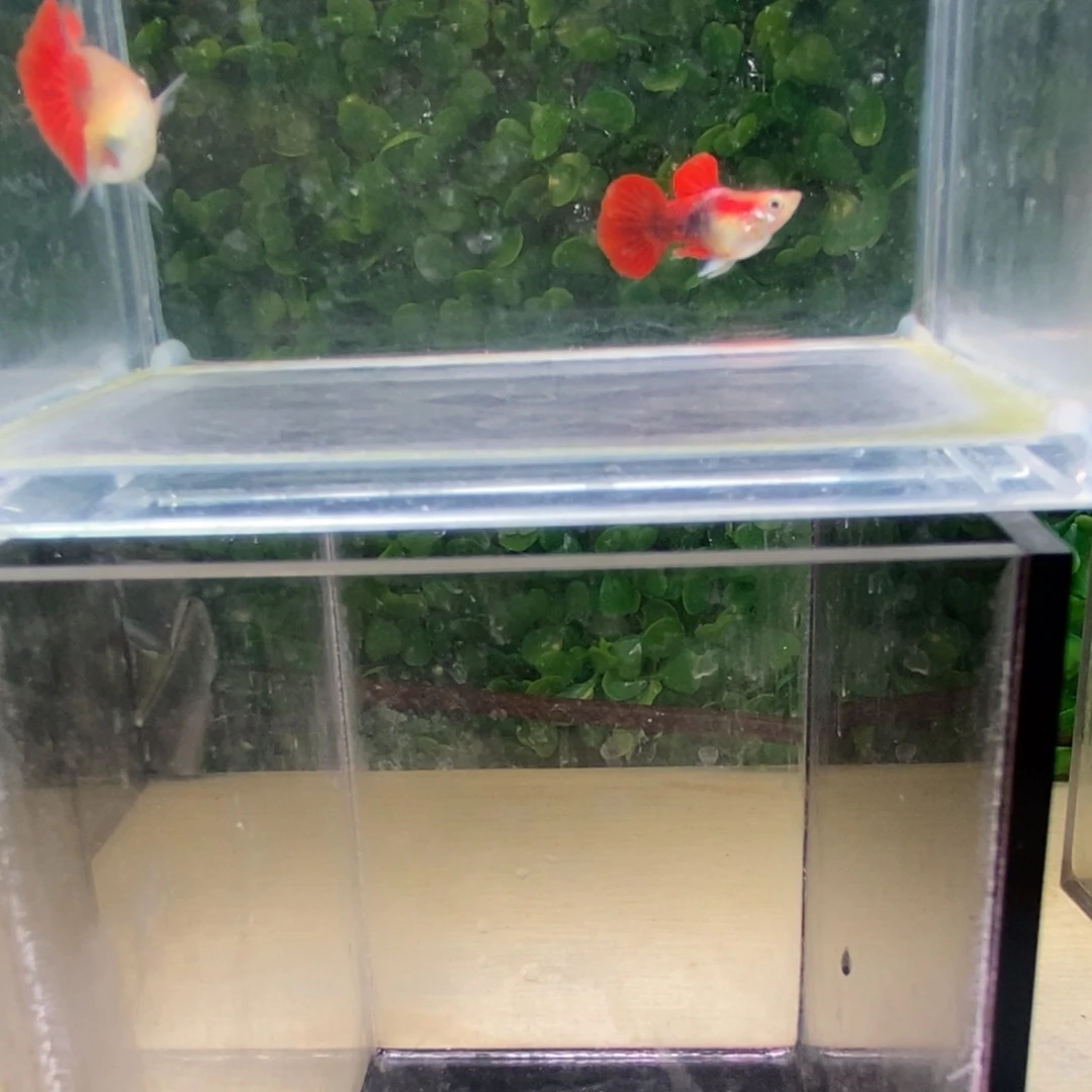 孔雀鱼黄暴球一对