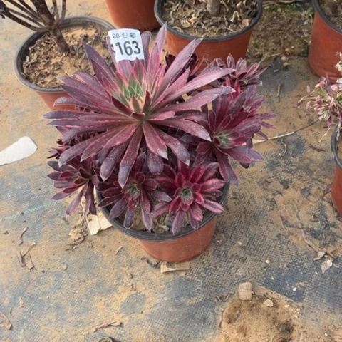 263孔雀锦不包断枝