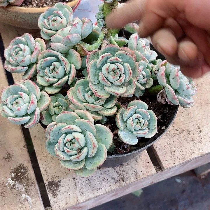 新***～香草一物一拍2号多肉