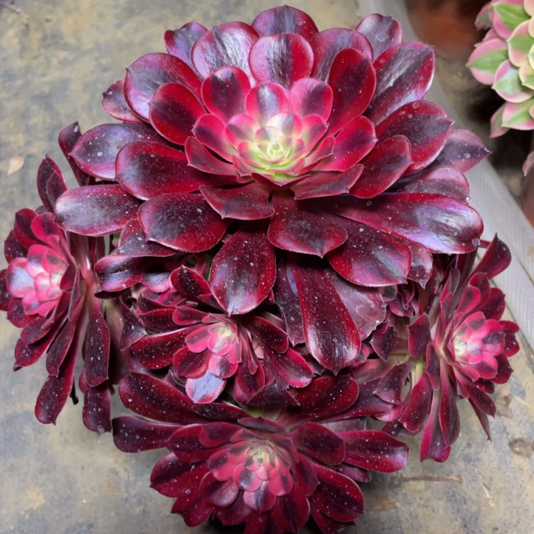 928美杜莎精品法师多肉