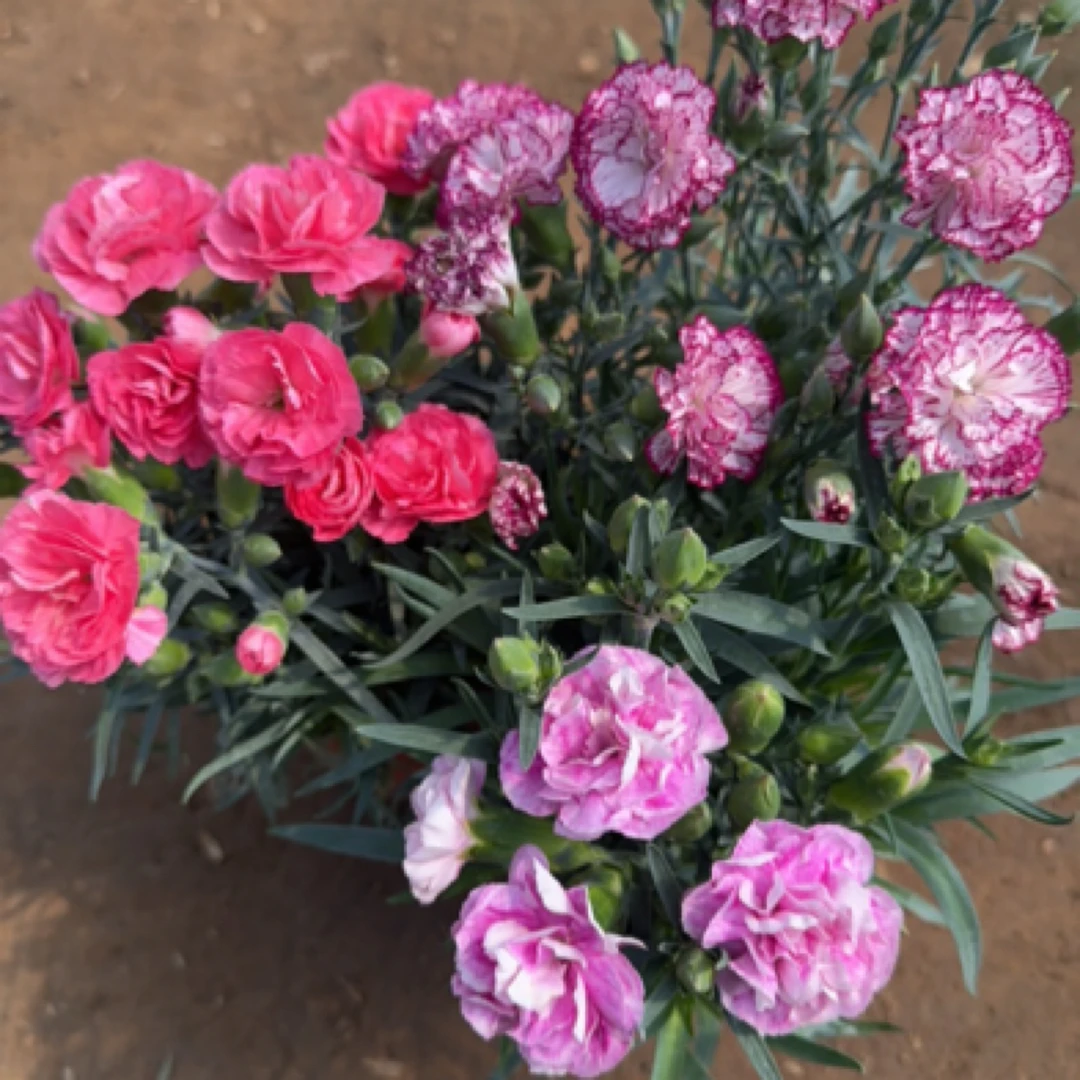 康乃馨【桃夭+清丽+飞雪】原盆原土带花苞发货盆栽绿植