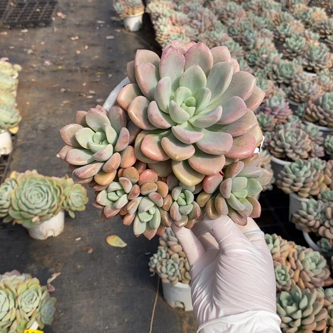 086花斑露一物一拍