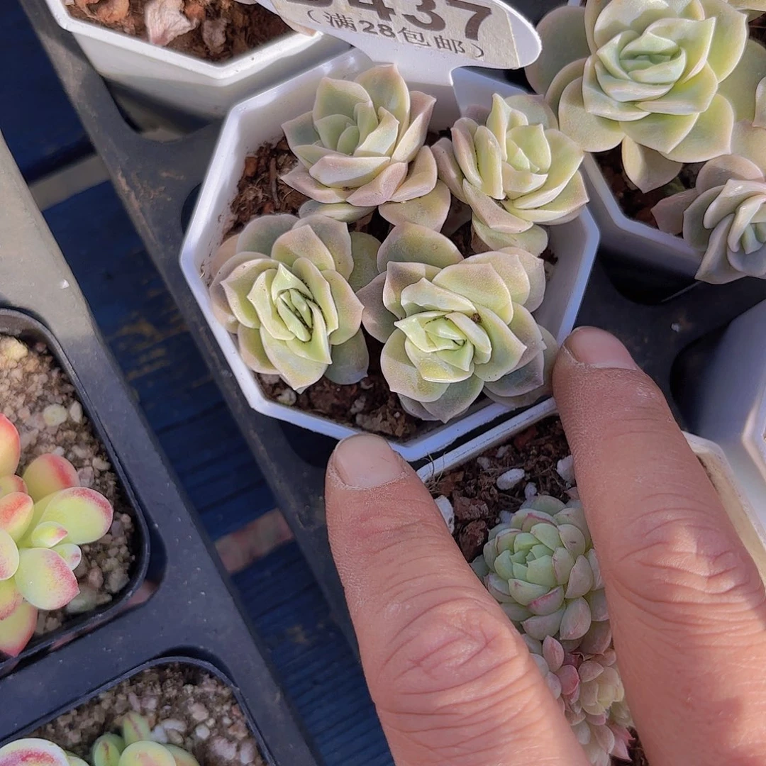 D437可爱玫瑰一物一拍