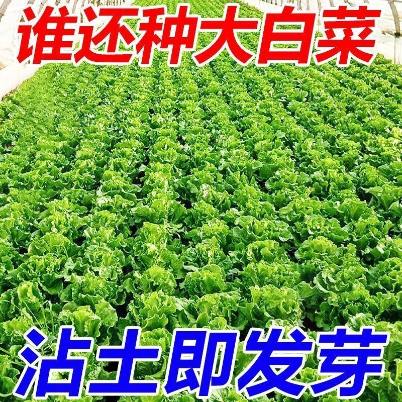 【割完又长】正宗甜脆意大利生菜种子生吃生菜籽农家蔬菜种子大全