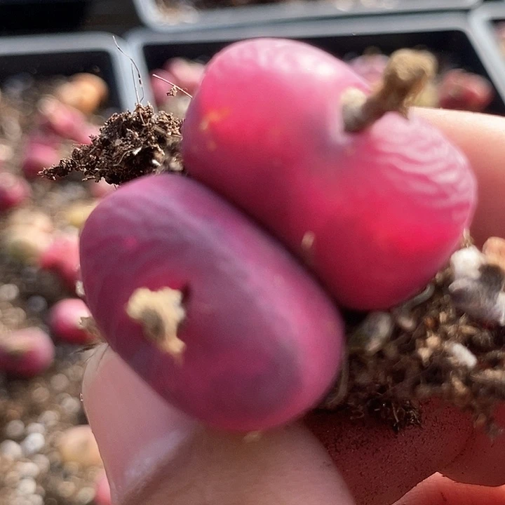 17536巨大双头一颗