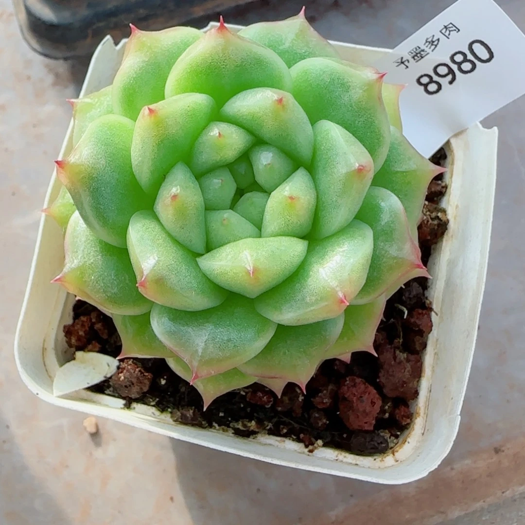 灯泡珍妮，8980多肉植物