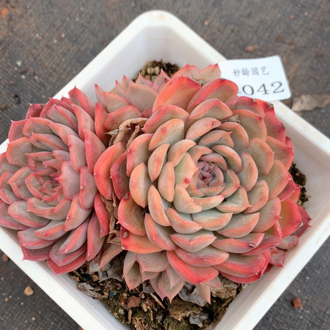 2042瑕疵不售后特价