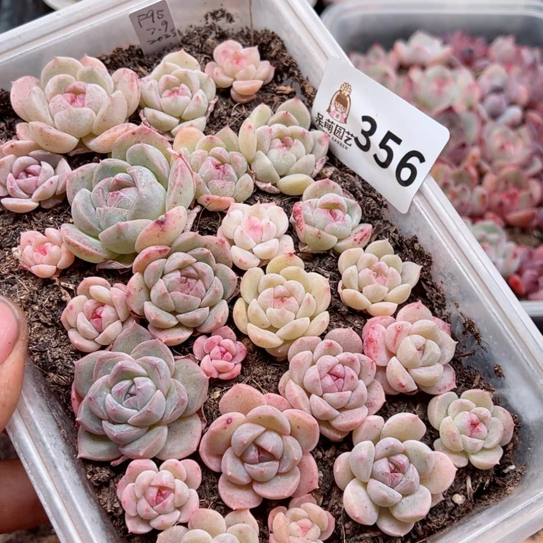 多肉植物多肉植物