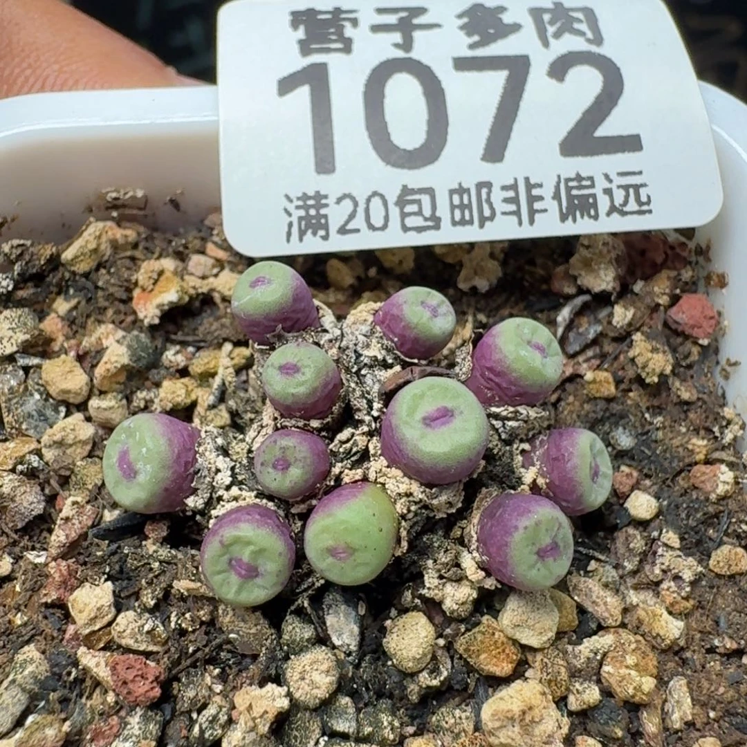 产地带盆土。