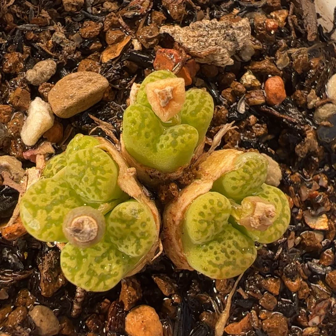 045多肉植物百科