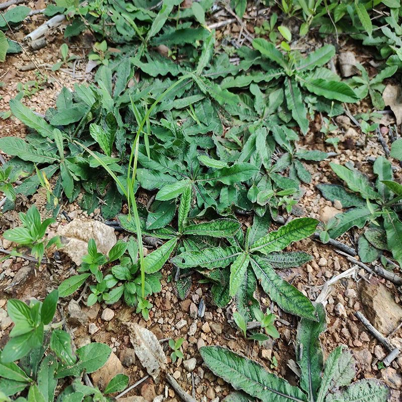 野生地胆头新鲜广东苦胆草地斩草鞋根老鸭汤中草药材料原生态 植