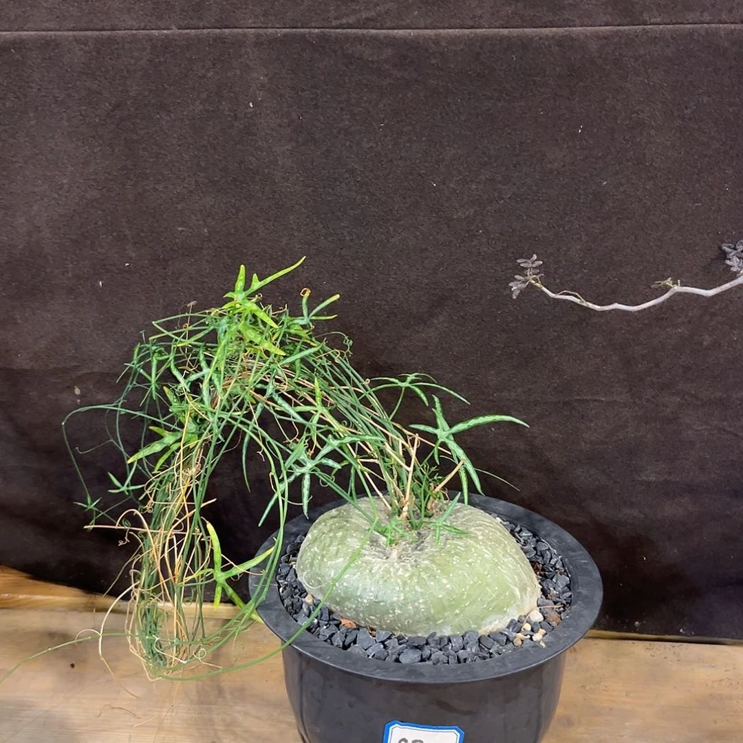 汤圆植物彩叶西番莲