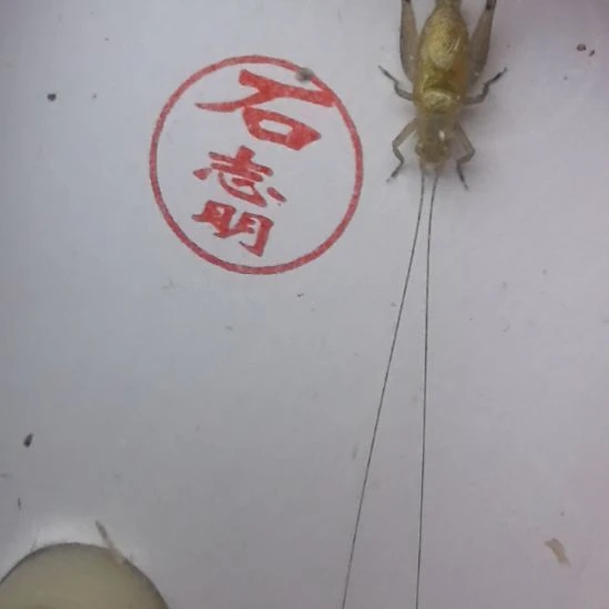 蟋蟀石志明特级长须一条