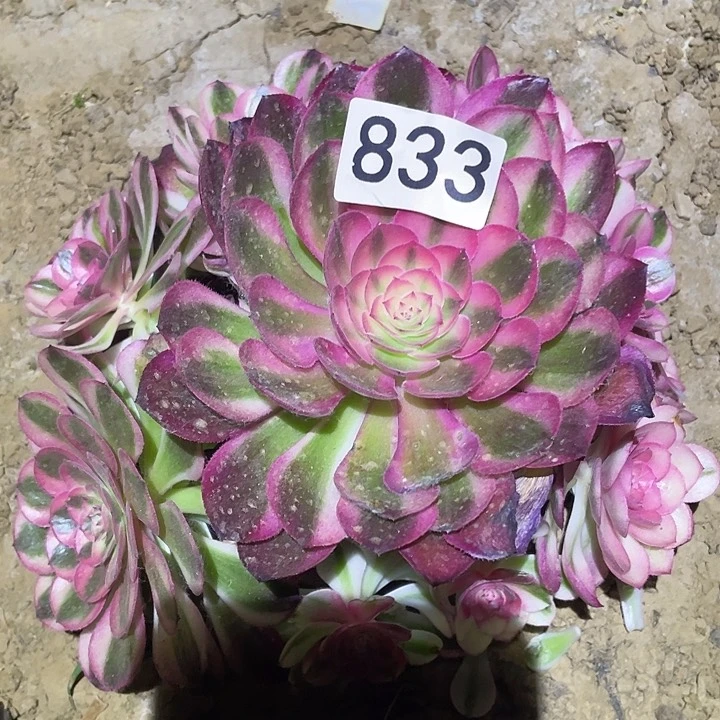 我**°多肉植物法师833倾城