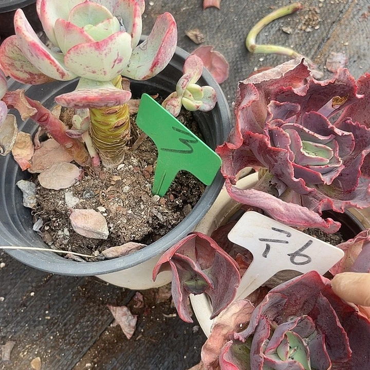 两单包邮，不售后，散6,3