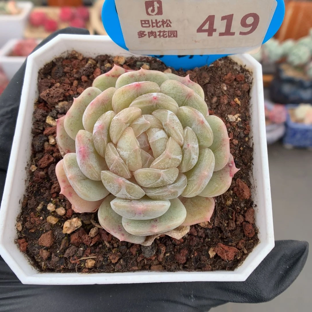 419 白色恋人多肉