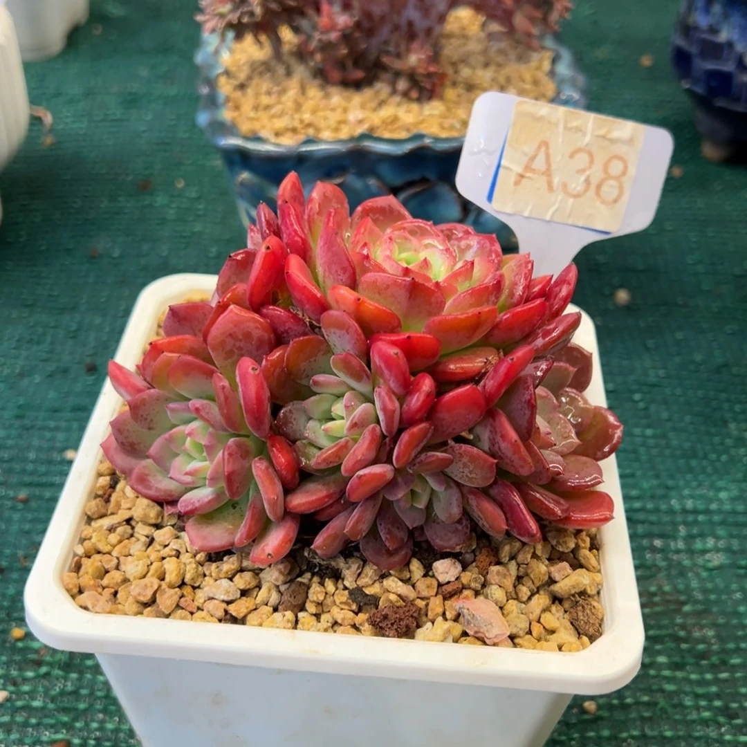 什么什么玫瑰，，，，，，，，